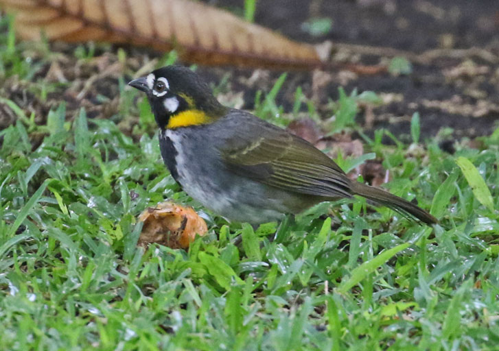 White-eared Ground-sparrow