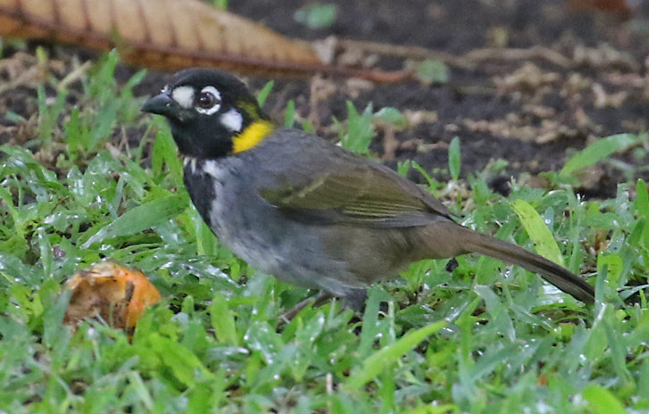 White-eared Ground-sparrow