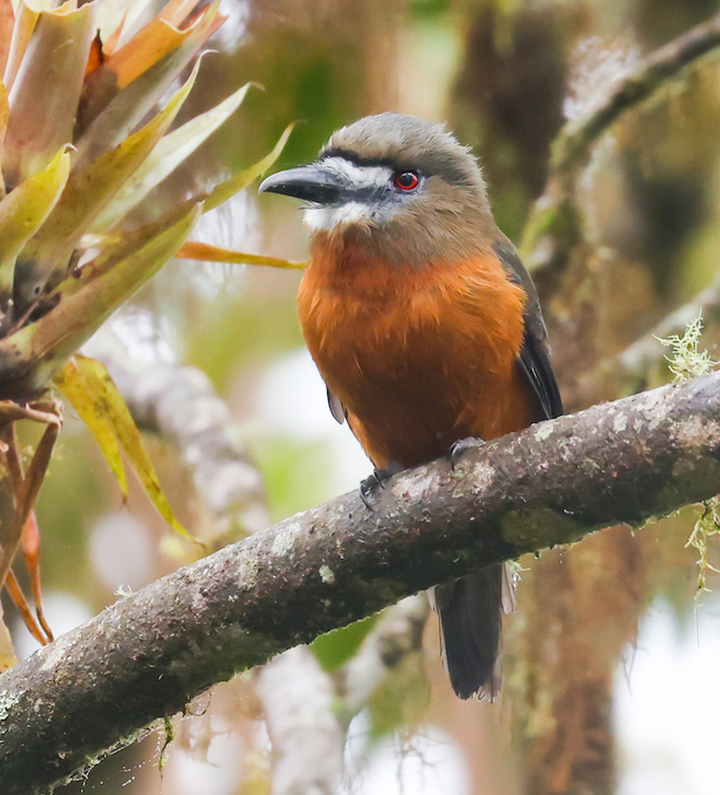 White-faced Nunbird