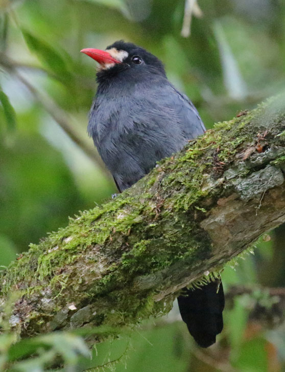 White-fronted Nunbird