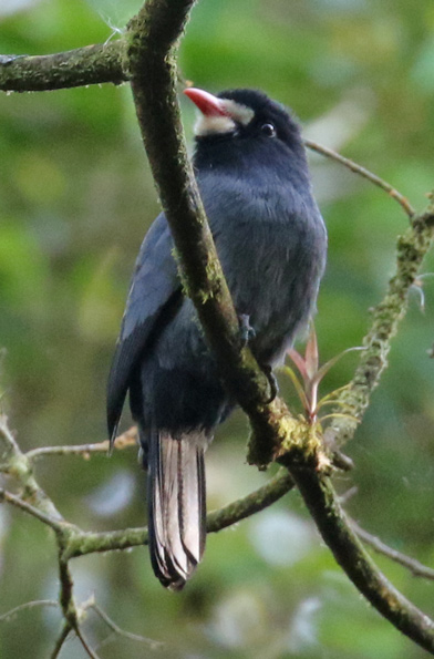 White-fronted Nunbird