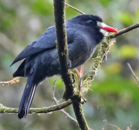 White-fronted Nunbird
