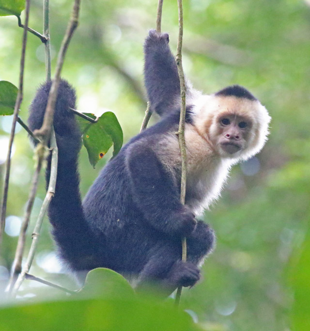 White-headed Capuchin Monkey