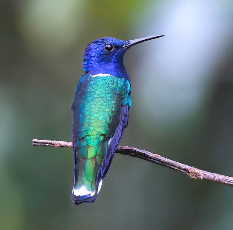 White-necked Jacobin