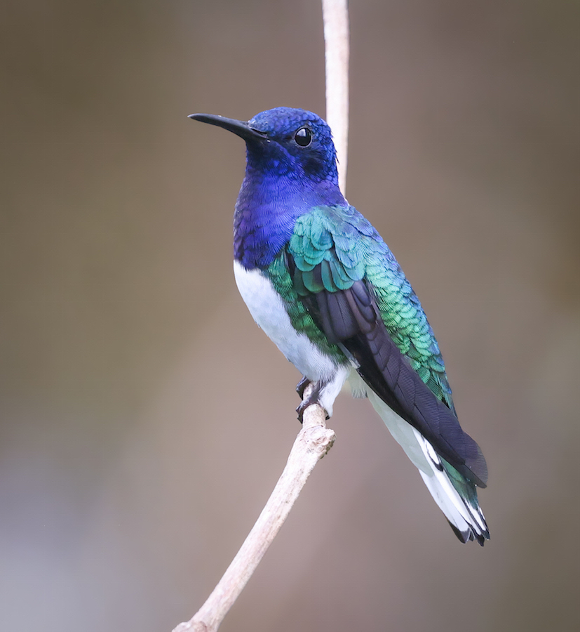 White-necked Jacobin