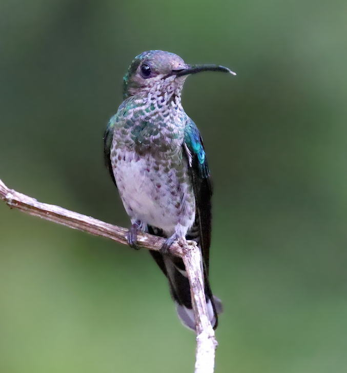 White-necked Jacobin