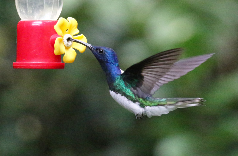 White-necked Jacobin (male)