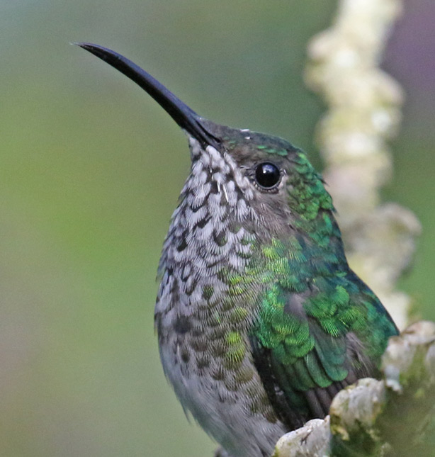 White-necked Jacobin (female)