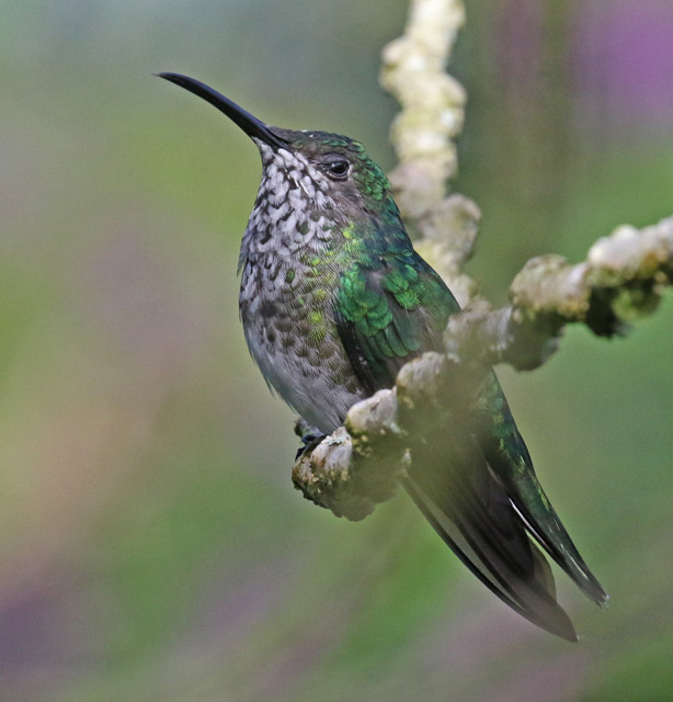 White-necked Jacobin (female)