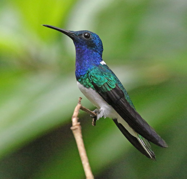 White-necked Jacobin (male)