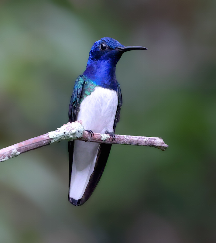 White-necked Jacobin