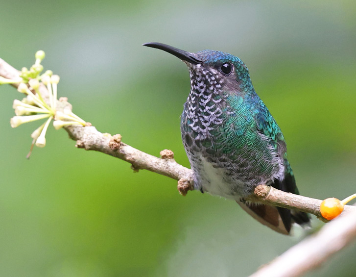 White-necked Jacobin