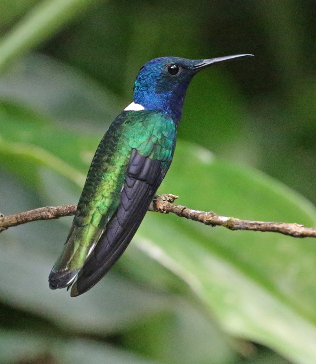 White-necked Jacobin (male)