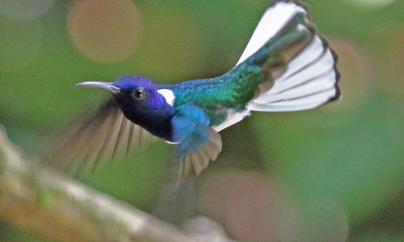 White-necked Jacobin (male)