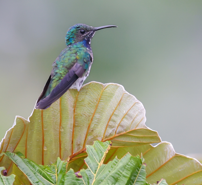 White-necked Jacobin