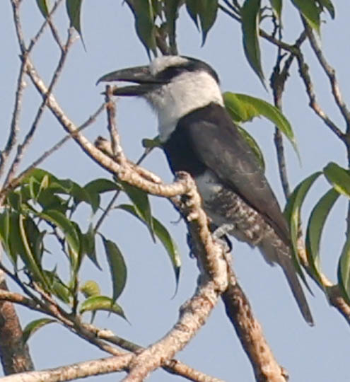 White-necked Puffbird