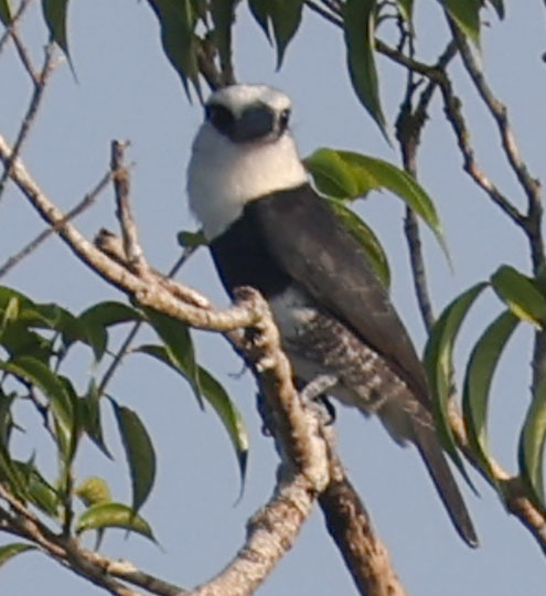 White-necked Puffbird