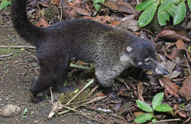 White-nosed Coati