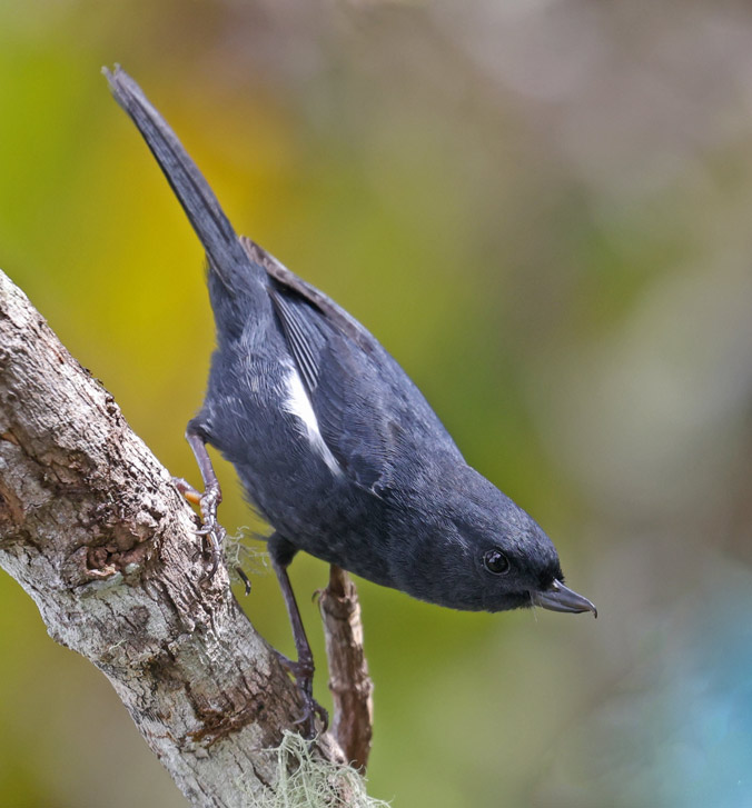 White-sided Flowerpiercer