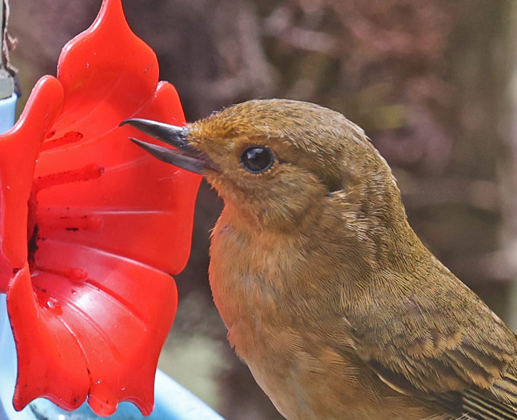 White-sided Flowerpiercer