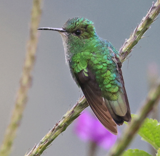 White-tailed Emerald