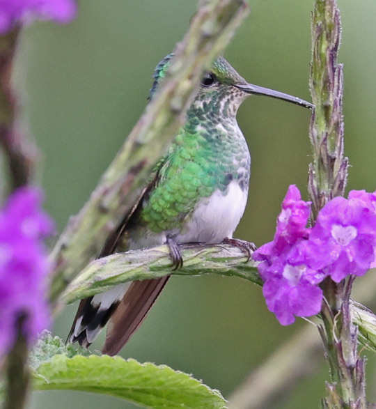 White-tailed Emerald