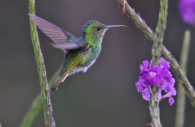 White-tailed Emerald