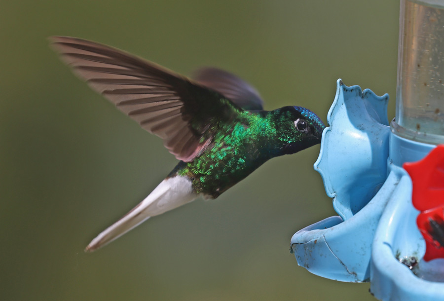 White-tailed Starfrontlet