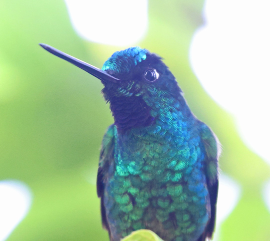 White-tailed Starfrontlet