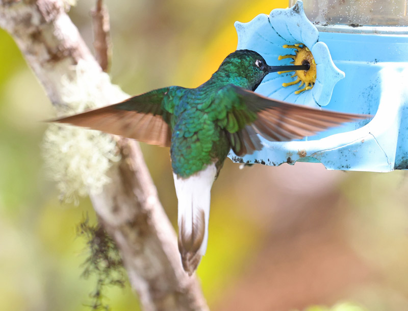 White-tailed Starfrontlet