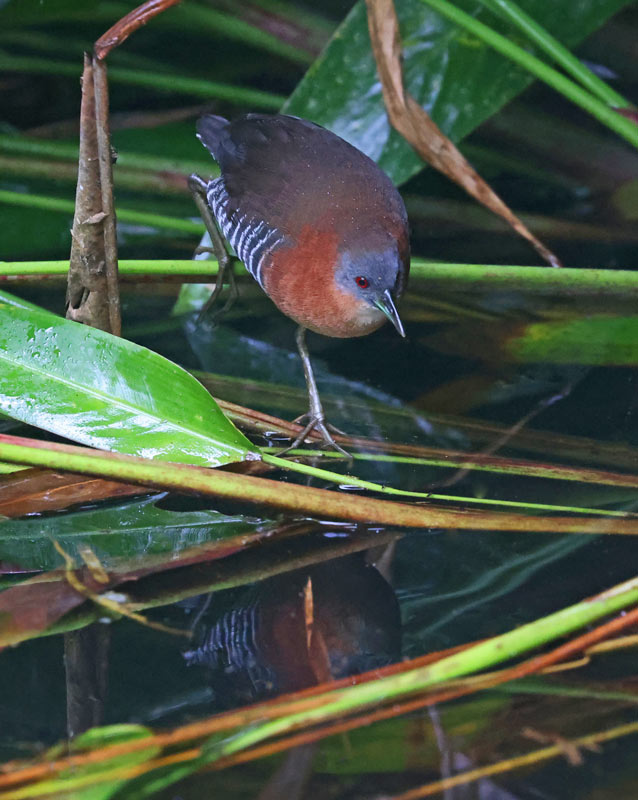 White-throated Crake