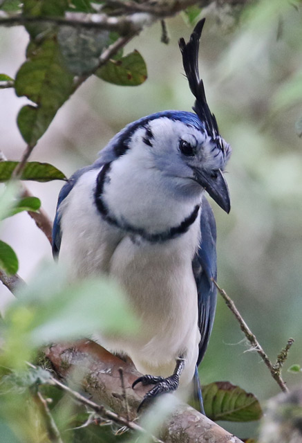 White-throated Magpie-jay