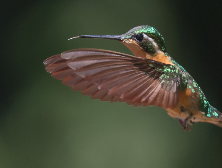 White-throated Mountain-gem
