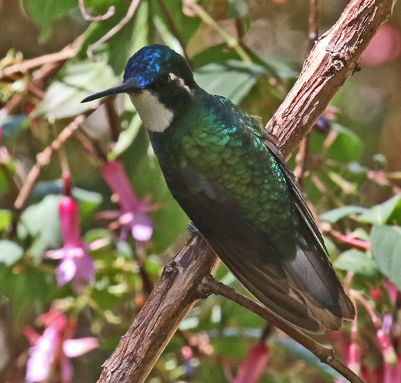 White-throated Mountain-gem