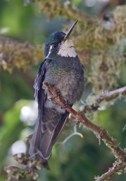 White-throated Mountain-gem