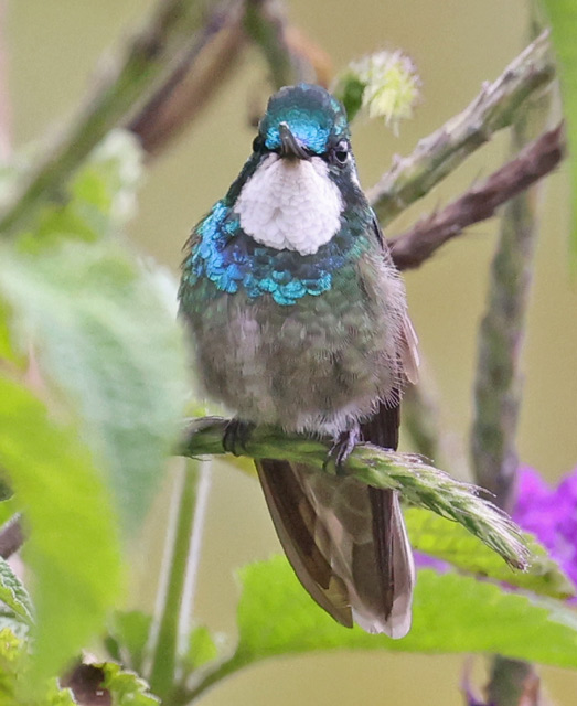 White-throated Mountain-gem