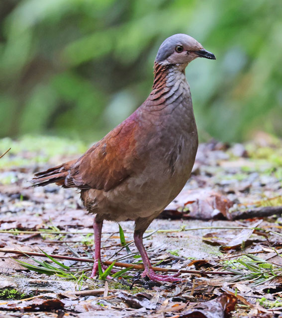 White-throated Quail-dove