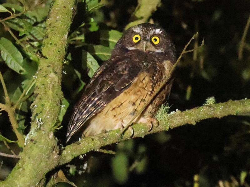 White-throated Screech-owl