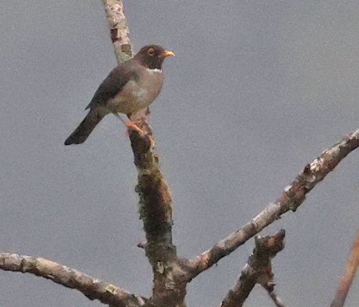 White-throated Thrush