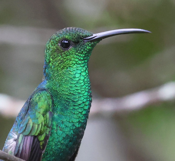 White-vented Plumeleteer