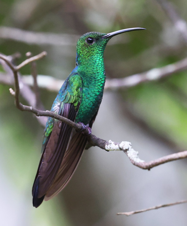 White-vented Plumeleteer