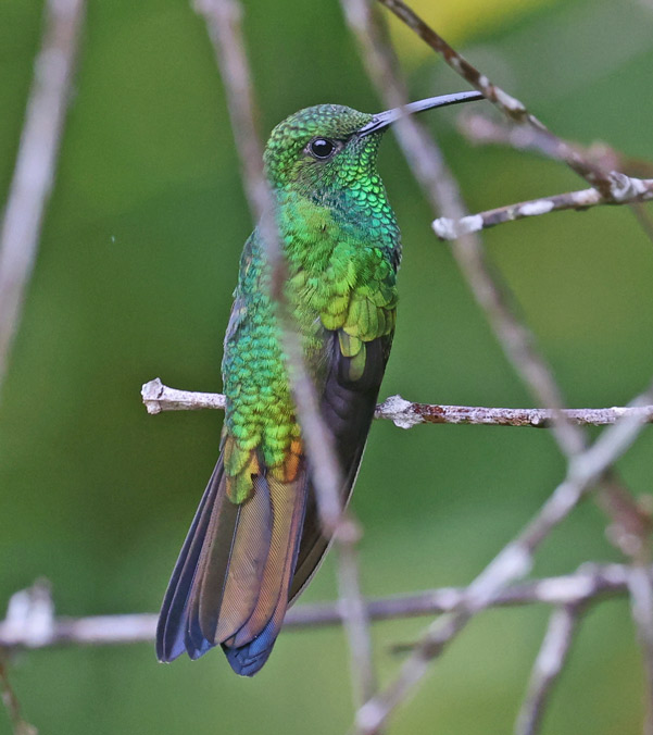 White-vented Plumeleteer