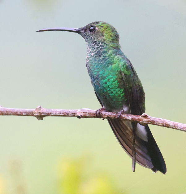 White-vented Plumeleteer