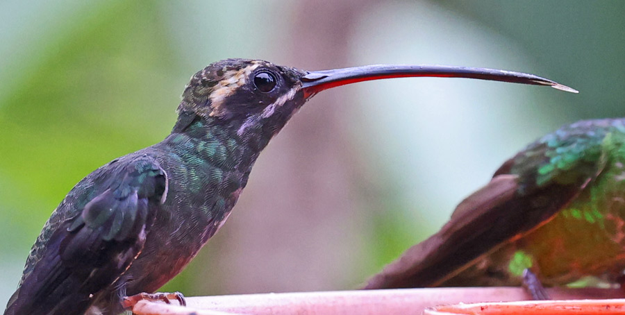 White-whiskered Hermit