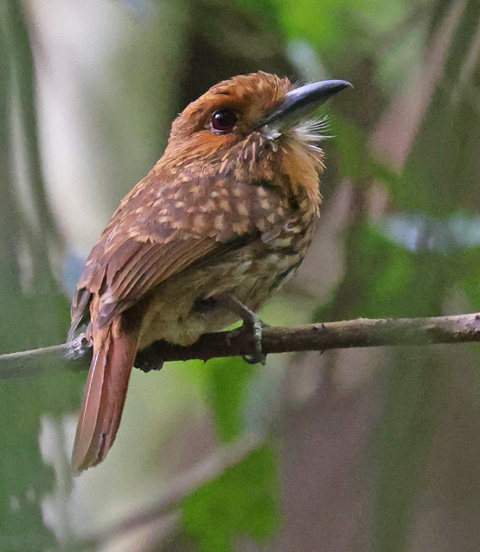 White-whiskered Puffbird
