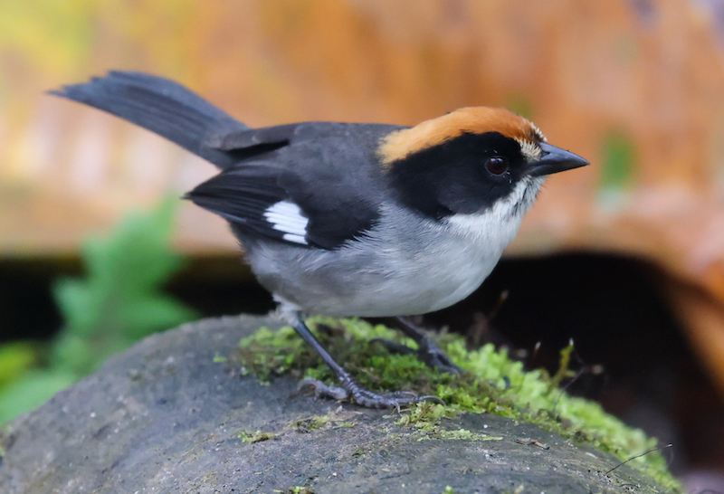 White-winged Brushfinch