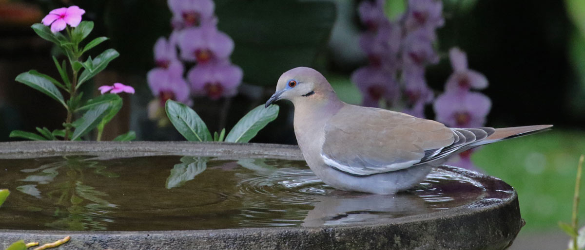 White-winged Dove