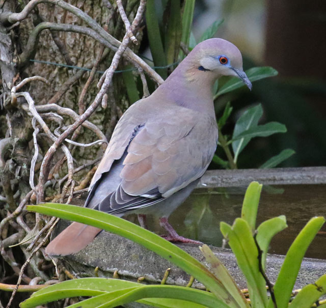 White-winged Dove