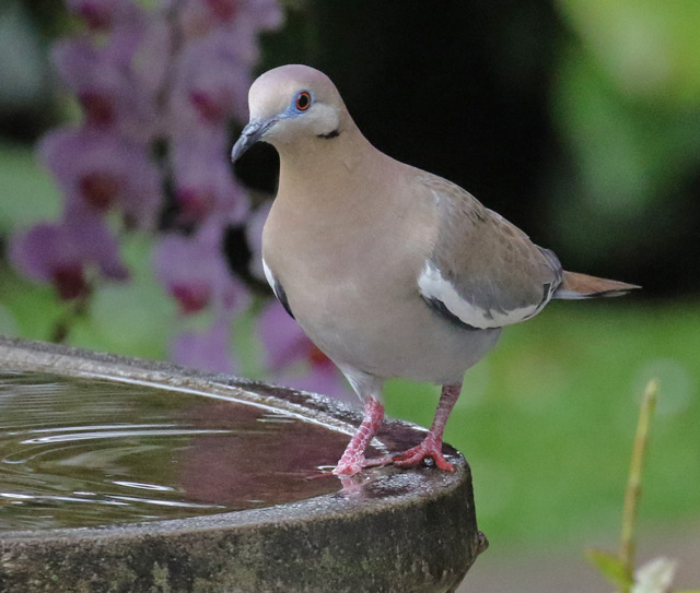 White-winged Dove