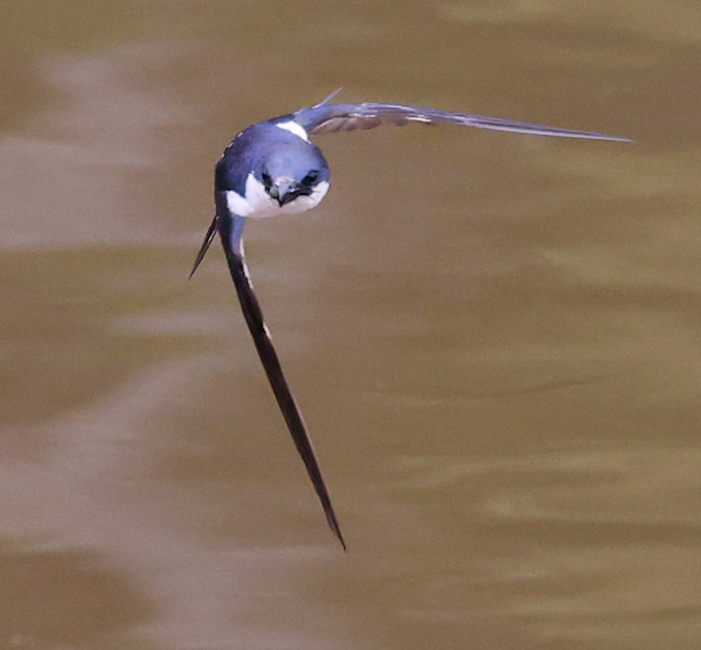 White-winged Swallow